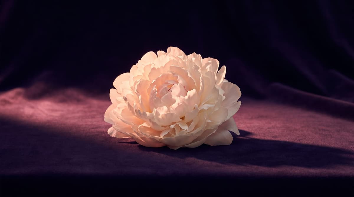 Venus — symbolic illustration